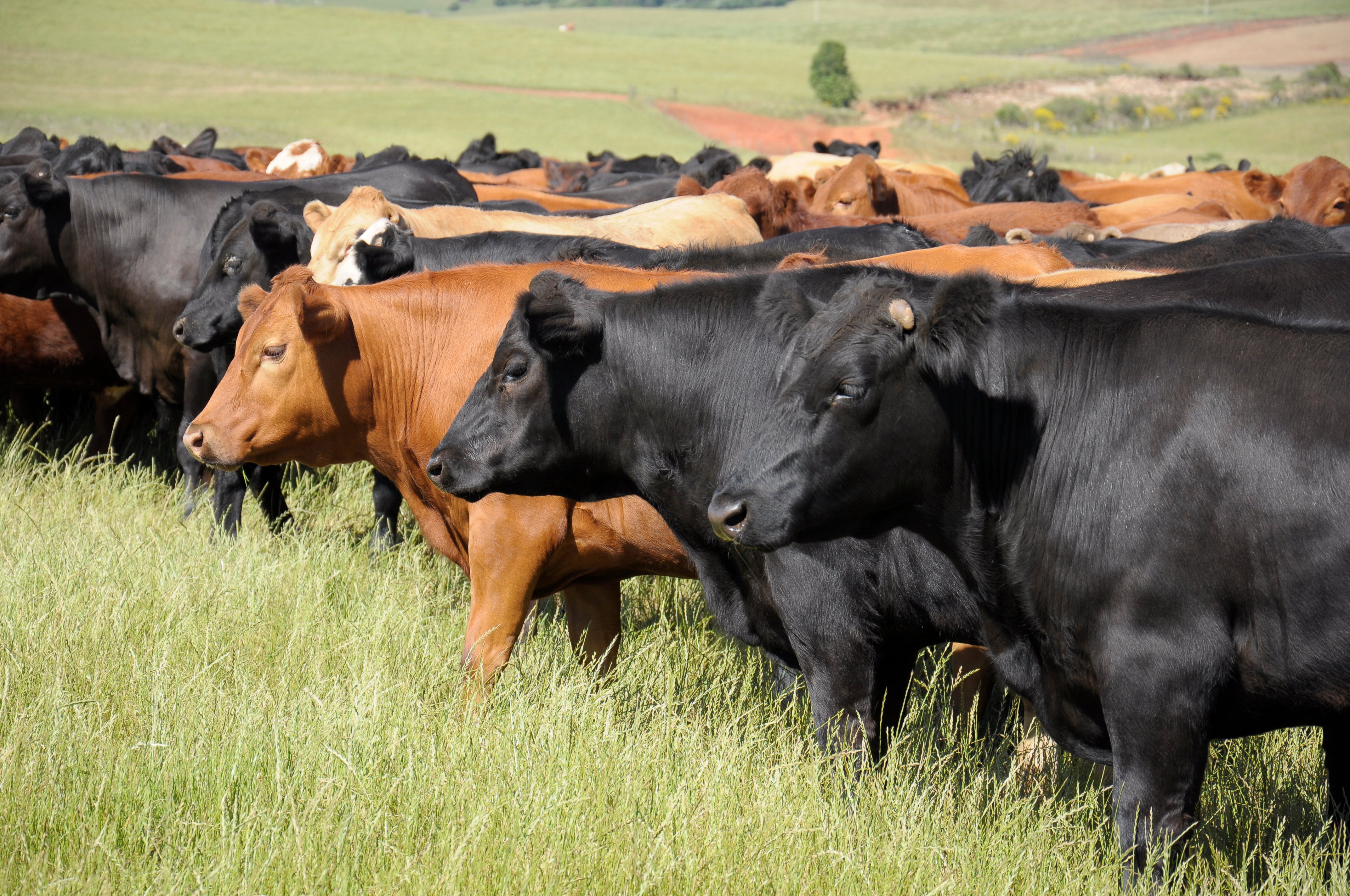 Cattle breeding