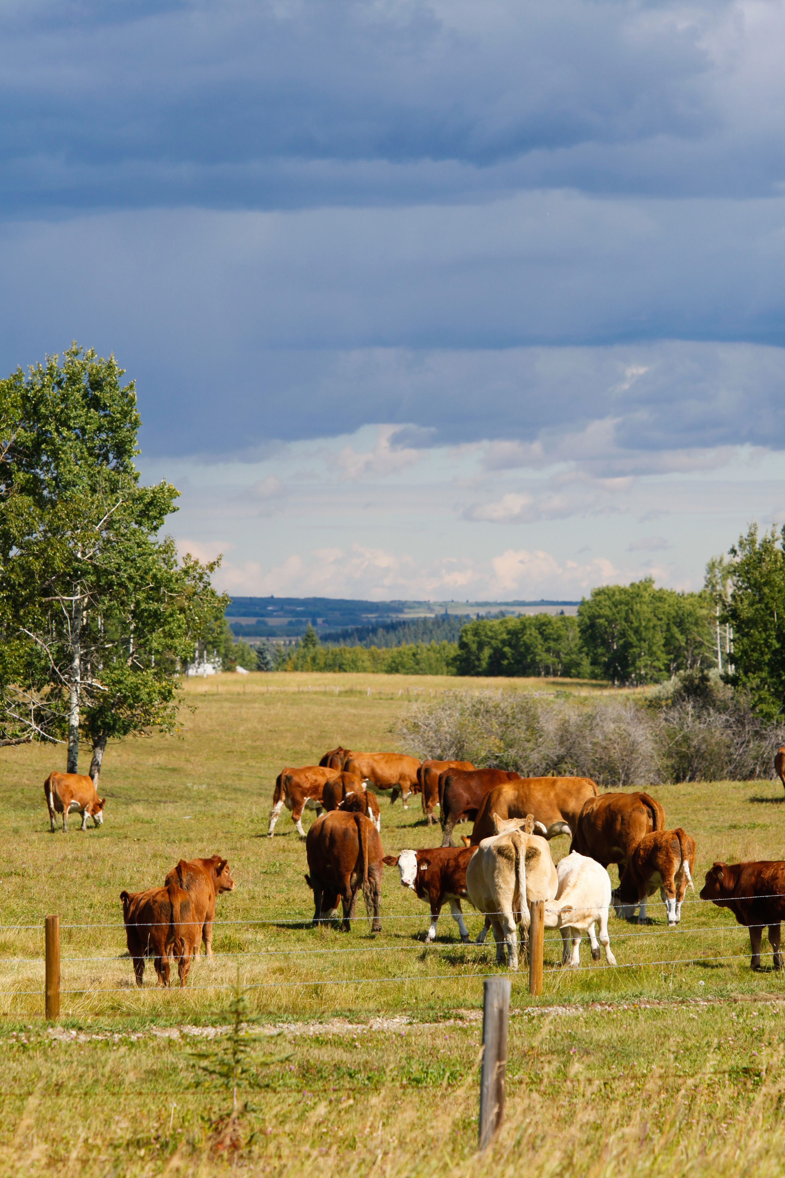 Cattle Ranch